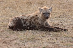 The spotted hyaena is distributed right across Africa