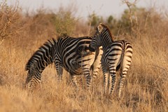Damara zebras, usually mislabeled as Burchell's. Burchell's are only found in a small area of central South Africa