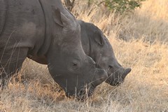A white rhino and calf always stick close togetherk