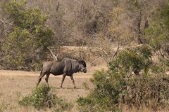 The brindled gnu or blue wildebeeste is found in Angola and throughout Southern Africa