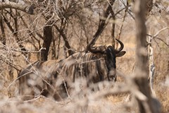 4441 The wildebeeste's distribution is limited only by its need to access water regularly
