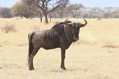 A blue wildebeeste. Both sexes have horns