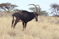 Sable antelope bulls turn from reddish-brown to black from age three onwards