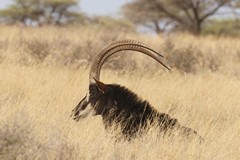 Sable horns can reach up to five feet (1.6m) and the antelope will use them to fight agressively, even killing lions at times