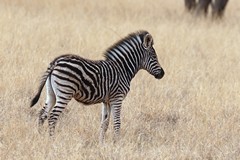 Plains zebra foal