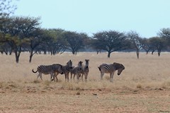 Zebras form family groups headed by a stallion
