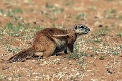 The diurnal Cape ground squirrels prefer drier regions like the Kalahari and the Karooe