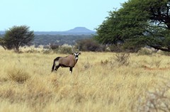 Gemsbok are well adapted to deserts and can go weeks without drinking water, by obtaining liquid from the food they eat