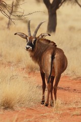Roan primarily eat grass but will eat other leaves and succulents when it is scarce