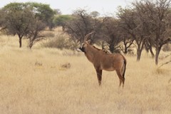 Both sexes of roan antelope have horns up to a metre long. They sometimes fight on their knees using them to stab