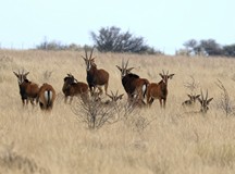 Sable herds consist of fifteen to twenty individuals with a matriarchal social structure and only one adult bull