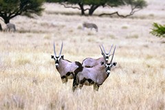Gemsbok use thermoregulation to stop water loss through sweating and can let their temperature rise to 45 C