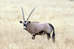 When gemsbok get hot a special network of blood vessels in the nose cools the blood going to the brain