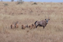 Gemsbok live in mixed sex herds led by a dominant male and a high ranking female