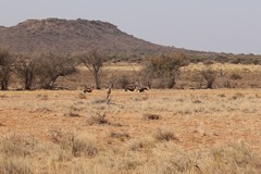 I was told these are blesbok but they looked more like bontebok to me. The two are very closely related