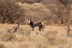 Bontebok are smaller southern cousins of the topi, and on average 8kg lighter than a blesbok