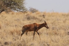 <strong>Sable horns can reach up to five feet (1.6m) and the antelope will use them to fight agressively, even killing lions at times</strong>