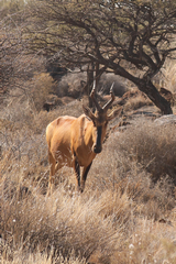 Red hartebeeste