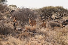 Red hartebeeste are distinguished by their horns which dont point back like the tsessebe, they first go up and then curve. 