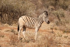 Zebra foals can stand within minutes of being born