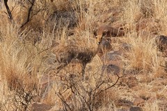 The grey rhebok also known as the vaal rhebok and is a less common creature of the uplands above 1000m