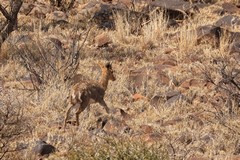 Only male grey rhebok have horns