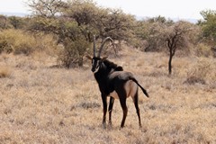 A mature sable bull. They like savannah woodlands, often near water