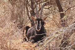 Sable antelope are mostly found in the miombo woodlands of Eastern and Southern Africa