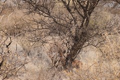 The shy little steenbok was hard to spot