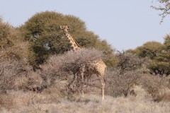 Southern or Cape giraffe. It amazes me that they have the same number of neck bones as humans