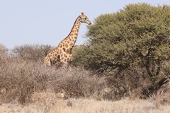 The name giraffe was derived from an arabic word meaning fast walker. With those legs I'd say they are