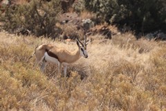 Springbok are very common and often found in large herds, especially in the Kalahari proper