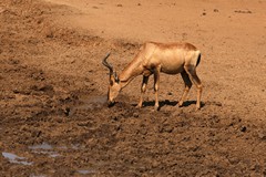 The red hartebeeste approaches an almost dried up waterhole. The rains are due soon