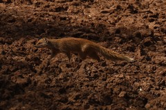 This is a yellow mongoose, although it looks a bit darker in the shade. They often forage alone but live in dens with others