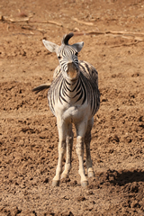Burchell's zebra
