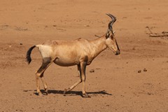 Red hartebeeste are primarily grazers, eating grass, leaves and shoots