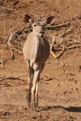 A delicate looking female greater kudu