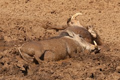 4513 The warthogs favourite pastime