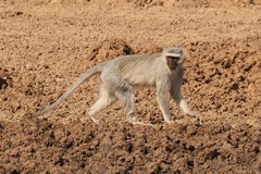Vervet monkeys spend a great deal of time on the ground looking for food, but also feed and sleep in trees