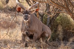 Startled a greater kudu as he was resting under a bush