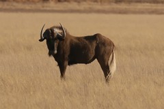 White-tailed gnu, also known as Black wildebeeste. Males are territorial and female herds pass through