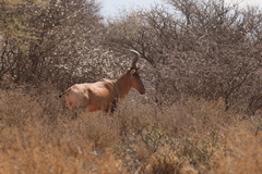 Red hartebeeste are primarily grazers, eating grass, leaves and shoots