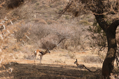 Springbok and calf. Newborns are yellow-brown and develop their stripes later; they can walk/run soon after birth