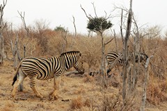 Damaraland zebras prefer the more open bush in the reserve
