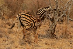 These zebras possess a few  pale brown shadow stripes on the haunches and back
