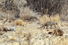 Banded mongooses live in large family groups. They forage for termites, beetles and small vertebrates. 