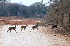 The grey rhebok or vaal rhebok is a browser normally found in the highveld but sometimes descends to lower ground