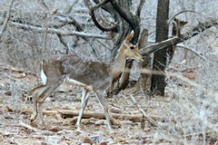Grey rhebok have a thick rough coat and the underside of the tail is white