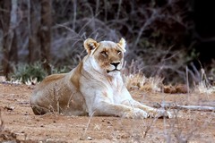 This lioness was resting in the hottest part of the day just outside the camp gates