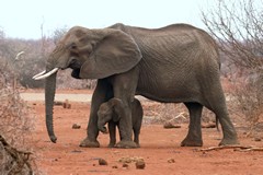 We saw a lot of mums with totos in Madikwe